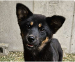 Small Shiba Inu Mix