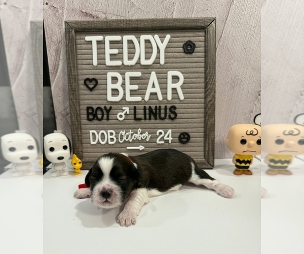 Medium Photo #1 Zuchon Puppy For Sale in NEW YORK MILLS, MN, USA