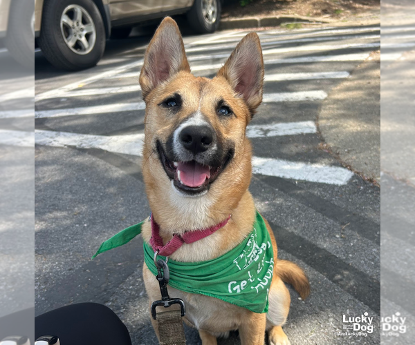 Medium Photo #15 Chihuahua-Unknown Mix Puppy For Sale in Washington, DC, USA