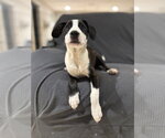 Small #6 Boxer Mix