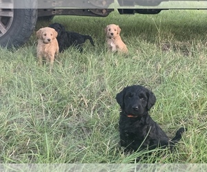 Goldendoodle Puppy for sale in LOVELADY, TX, USA