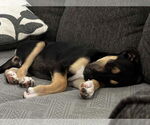 Small #1 American Staffordshire Terrier-German Shepherd Dog Mix