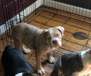 Olde English Bulldogge Puppy for sale in BEECH GROVE, IN, USA