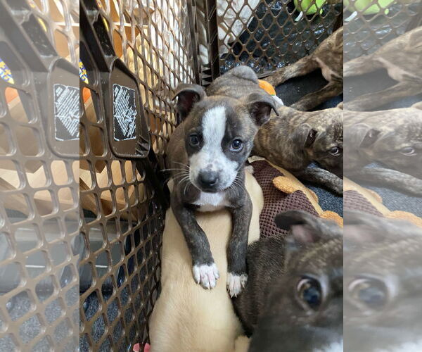 Medium Photo #24 American Staffordshire Terrier-German Shepherd Dog Mix Puppy For Sale in McDonough, GA, USA