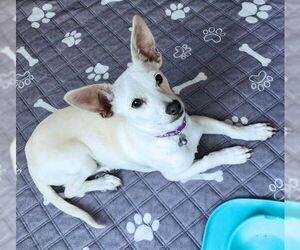 Lucky Zero - Male Chiweenie Dog for Adoption - Photo #4