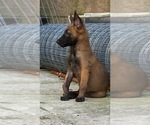 Small Photo #2 Belgian Malinois Puppy For Sale in VIOLET, LA, USA