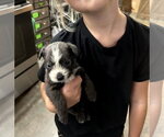 Small #1 Miniature Schnauzer Mix