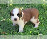 Small #2 Saint Bernard