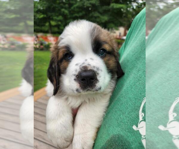 Medium Photo #1 Saint Bernard Puppy For Sale in EAST HAMPTON, CT, USA