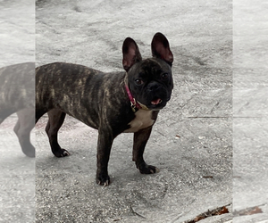 French Bulldog Puppy for sale in NEW PORT RICHEY, FL, USA