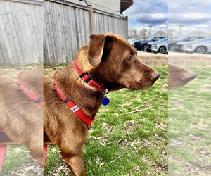 Sable - Male Labralas Dog for Adoption - Photo #8