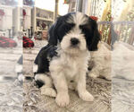 Small Photo #1 Cava-Tzu Puppy For Sale in ELIZABETHTOWN, PA, USA