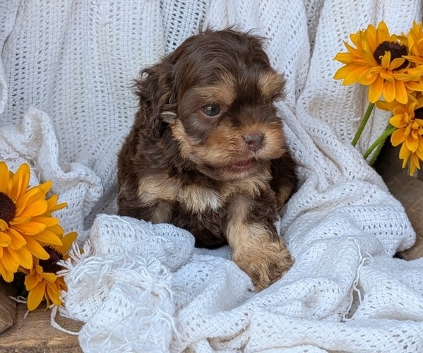 Medium Photo #8 Cock-A-Poo Puppy For Sale in GOSHEN, IN, USA