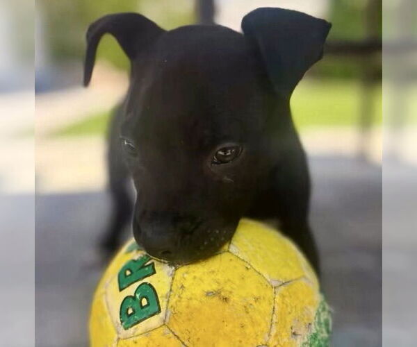 Medium Photo #6 American Staffordshire Terrier-Unknown Mix Puppy For Sale in San Juan Capistrano, CA, USA