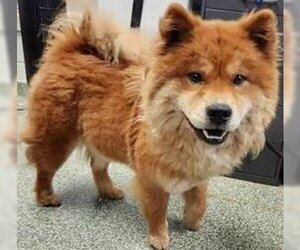 Chow Chow-Unknown Mix Dogs for adoption in Newfoundland, PA, USA