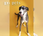 Small #2 Great Dane