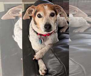 Beagle-Unknown Mix Dogs for adoption in Dunnellon, FL, USA