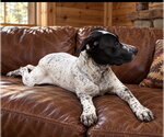 Small Photo #2 Bassetdor Puppy For Sale in Southbury, CT, USA