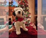 Small Photo #18 Old English Sheepdog Puppy For Sale in WILMINGTON, OH, USA