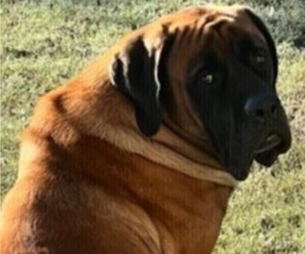 Medium Photo #1 Mastiff Puppy For Sale in BIXBY, OK, USA