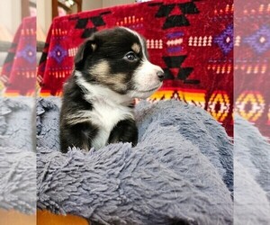 American Corgi Puppy for sale in COMMERCE CITY, CO, USA
