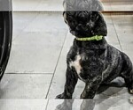 Small #4 Presa Canario