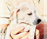 Puppy 5 Beagle-Unknown Mix