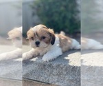 Small #5 Shih Tzu