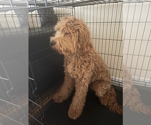 Goldendoodle-Poodle (Miniature) Mix Puppy for sale in Toronto, Ontario, Canada