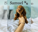 Small Photo #4 Dachshund Puppy For Sale in COOKEVILLE, TN, USA