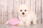 Small Photo #1 Zuchon Puppy For Sale in MOUNT VERNON, OH, USA