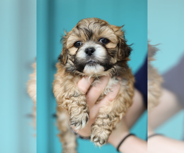 Medium Photo #3 Zuchon Puppy For Sale in HOUSE SPRINGS, MO, USA