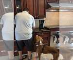 Small #11 American Pit Bull Terrier-Retriever  Mix