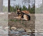 Small #4 German Shepherd Dog