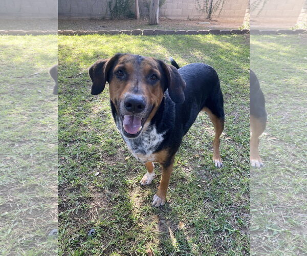 Medium Photo #3 Mutt Puppy For Sale in Chandler, AZ, USA