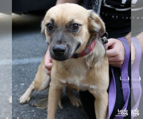 Medium Photo #4 Mutt Puppy For Sale in Washington, DC, USA