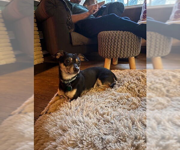 Medium Photo #7 Chiweenie Puppy For Sale in Andover, MN, USA