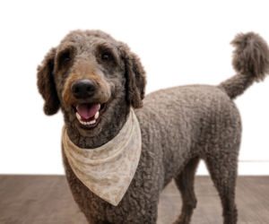 Father of the Double Doodle puppies born on 08/02/2026
