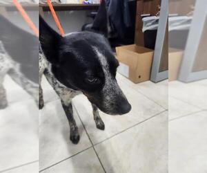 Mutt Dogs for adoption in Temple, TX, USA