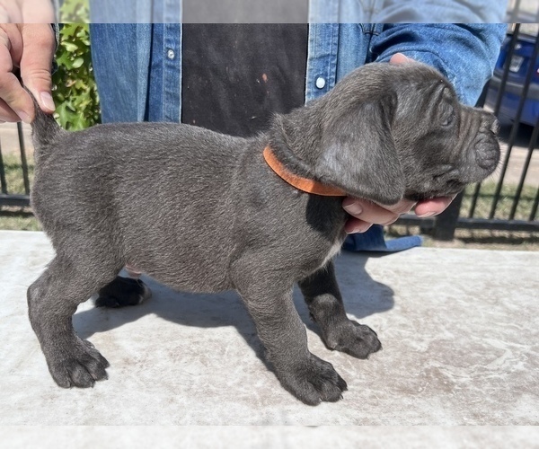 Medium Photo #2 Cane Corso Puppy For Sale in GRAND PRAIRIE, TX, USA