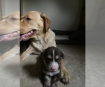 Small Photo #11 Labrador Retriever-Siberian Husky Mix Puppy For Sale in MEM, TN, USA
