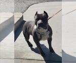 Small American Pit Bull Terrier