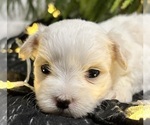 Small #11 Maltese