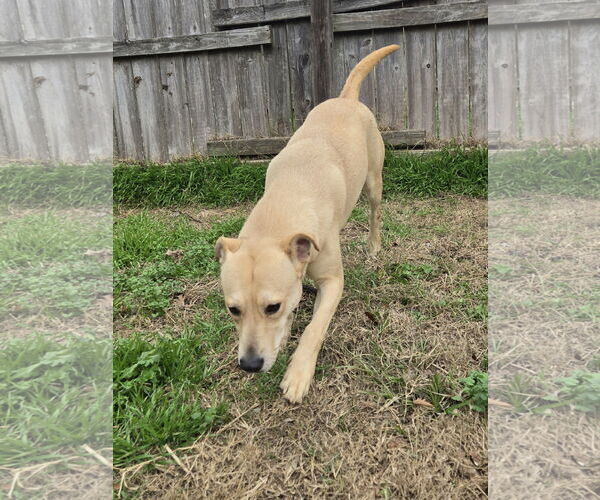 Medium Photo #1 Mutt Puppy For Sale in Jackson, MS, USA