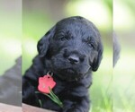 Small Photo #2 Double Doodle Puppy For Sale in ROCKFORD, IL, USA