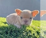 Small #1 French Bulldog