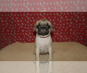 Pug Litter for sale in PATERSON, NJ, USA