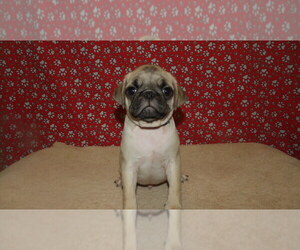 Pug Puppy for sale in PATERSON, NJ, USA