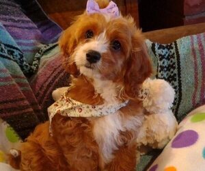 Cavachon-Poodle (Miniature) Mix Puppy for Sale in FREWSBURG, New York USA