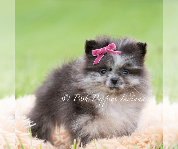 Medium Photo #55 Pomeranian Puppy For Sale in WARSAW, IN, USA